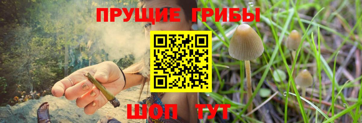Псилоцибиновые грибы мицелий  Галлюциногенные грибы прущие грибы  Ишим  продажа наркотиков  Вход с VPN 